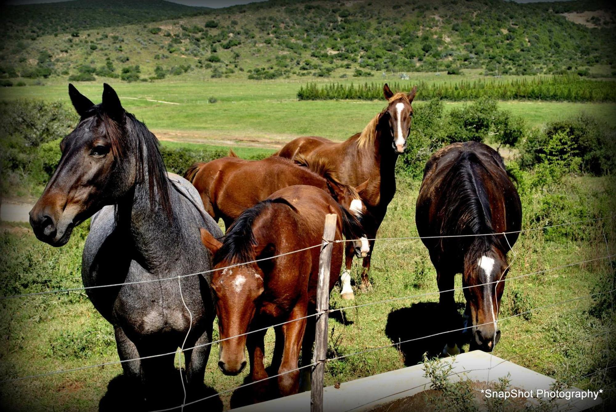 Kududu Guest House Addo Dış mekan fotoğraf