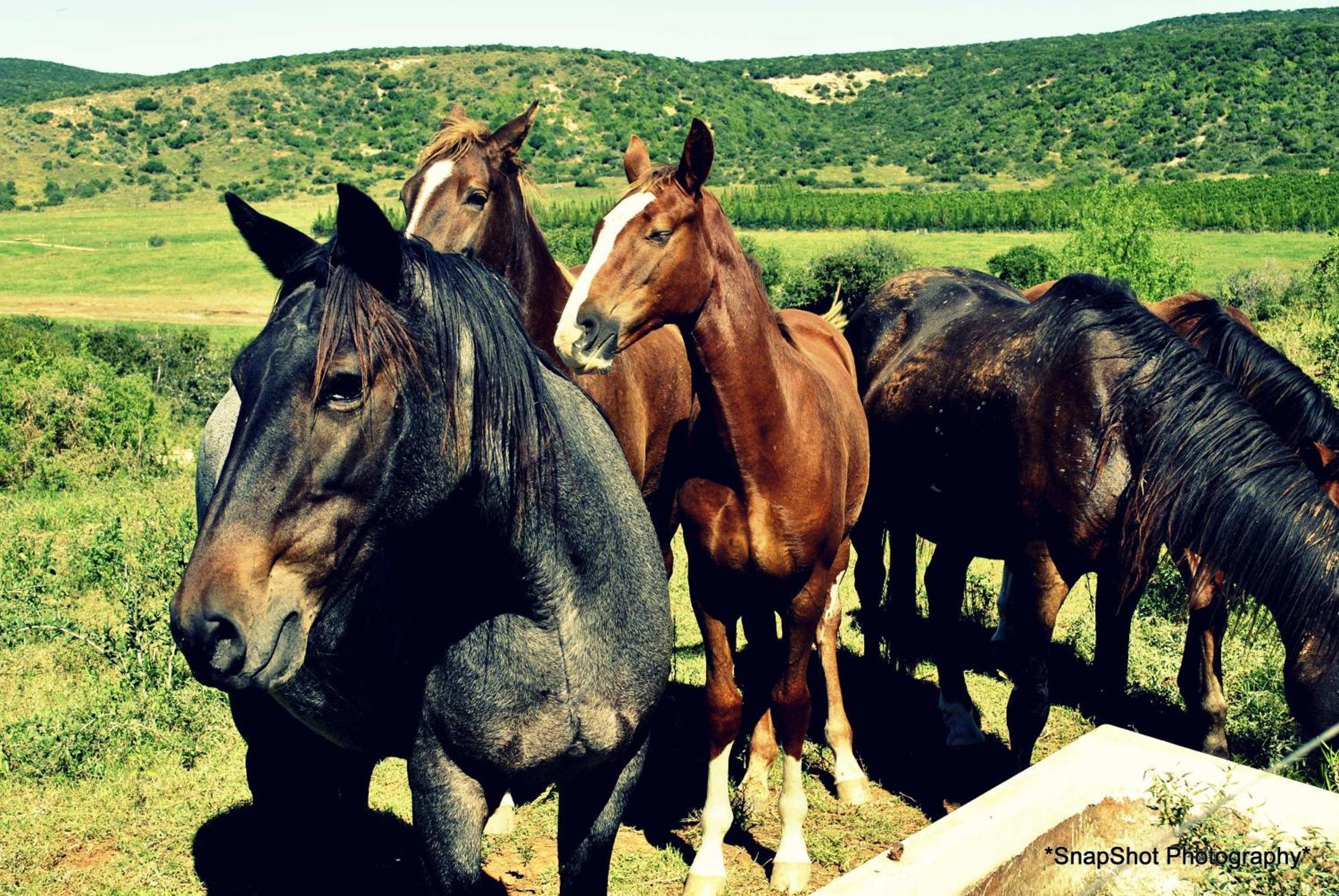 Kududu Guest House Addo Dış mekan fotoğraf